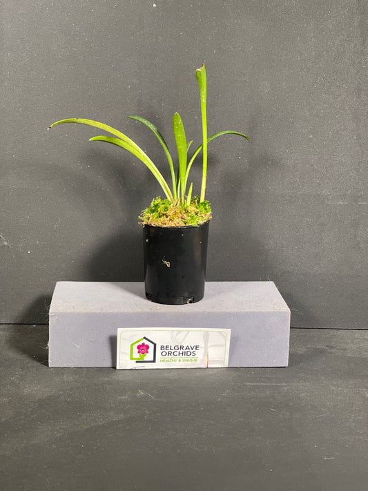 Masdevallia davisii (species)