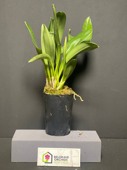 Masdevallia King of Kings 'Carry the Crown' AM/AOC plant showing compact upright foliage in cultivation