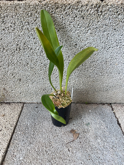 Masdevallia (Frosty Strips × macrura) 'Horizontal' plant showing compact upright foliage