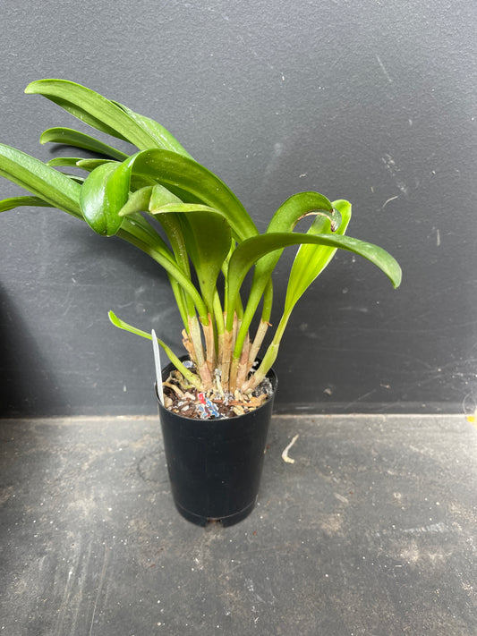 Masdevallia Bay of Fires ‘#525’