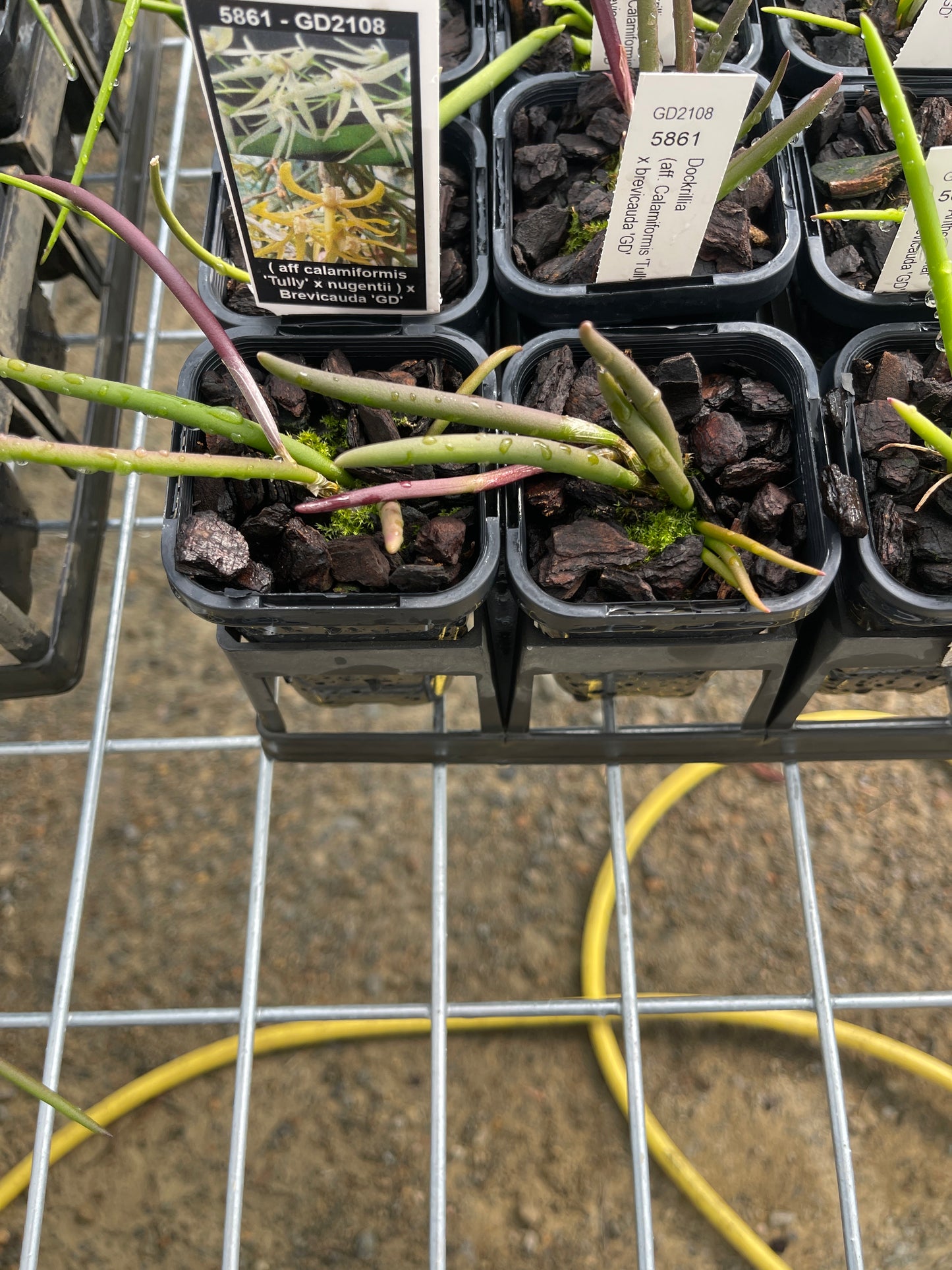 Dendrobium (sp. aff. calamiformis 'Tully' × nugentii) × brevicauda 'GD' (Syn. Dockrillia) seedling in nursery pot