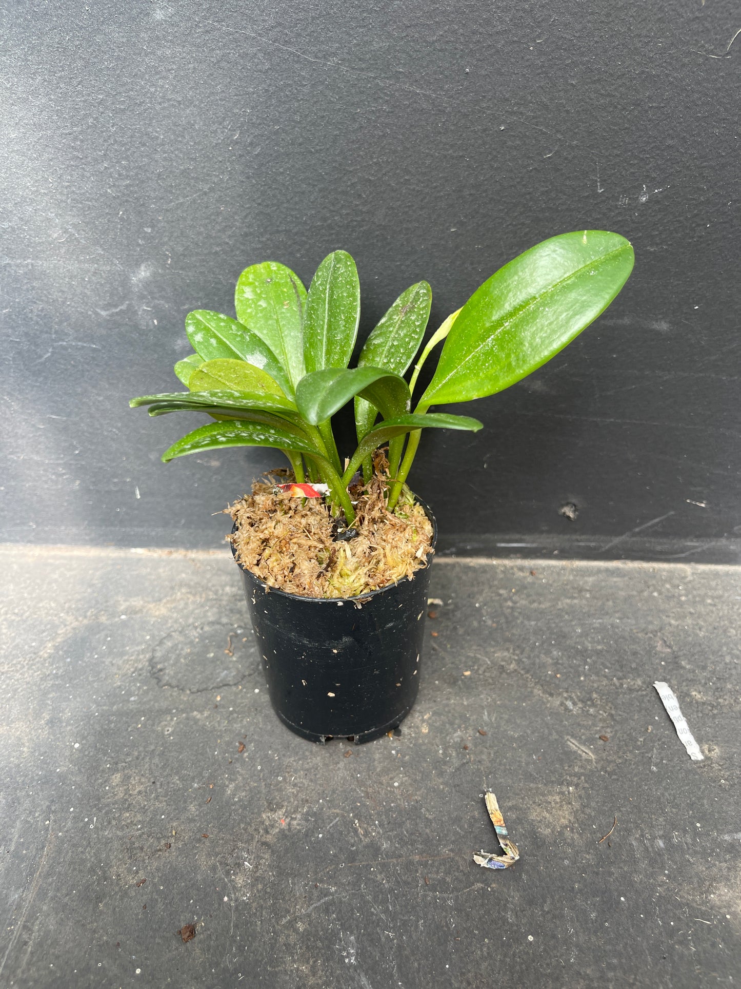 Masdevallia Mary Staal x caudata ‘Yellow’