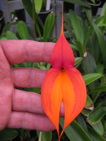 Masdevallia veitchiana 'Prince de Galle' plant showing compact upright foliage in cultivation