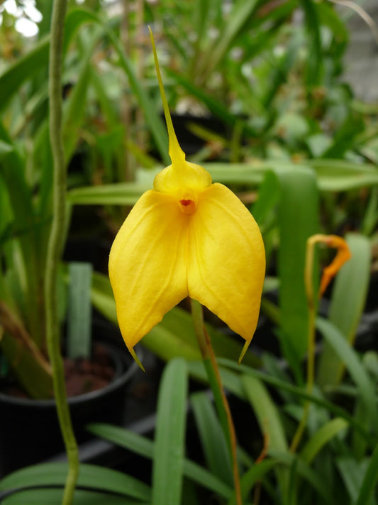 Masdevallia davisii (species)