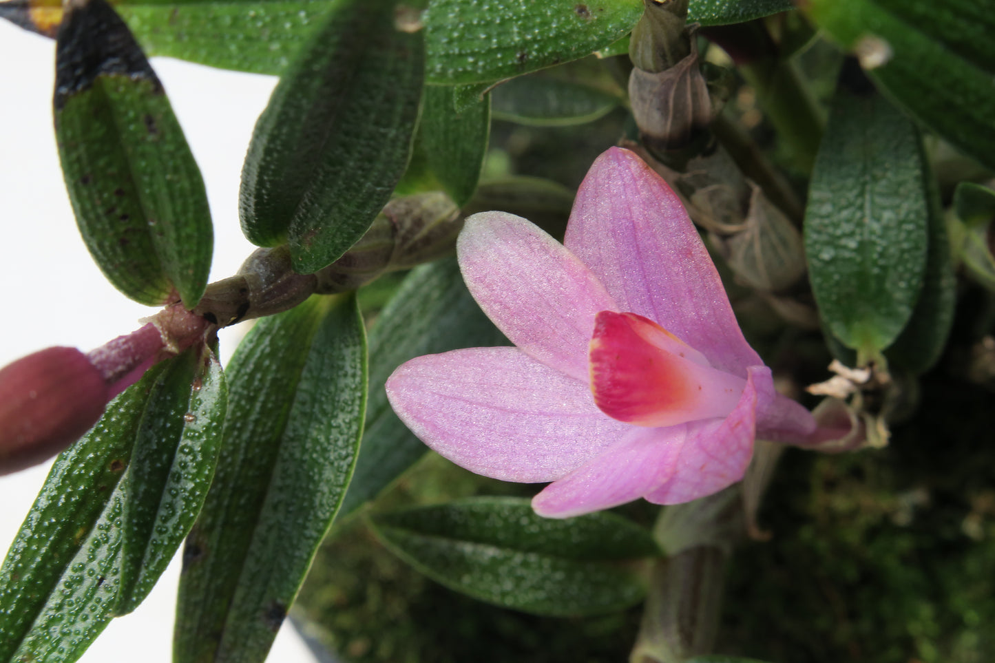 Dendrobium Janya x cuthbertsonii hybrid orchid flower