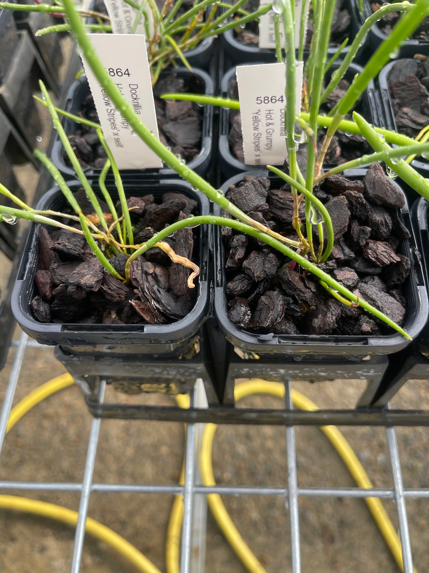 Dendrobium Hot and Grumpy 'Yellow Stripes' × self (Syn. Dockrillia) seedling in nursery pot