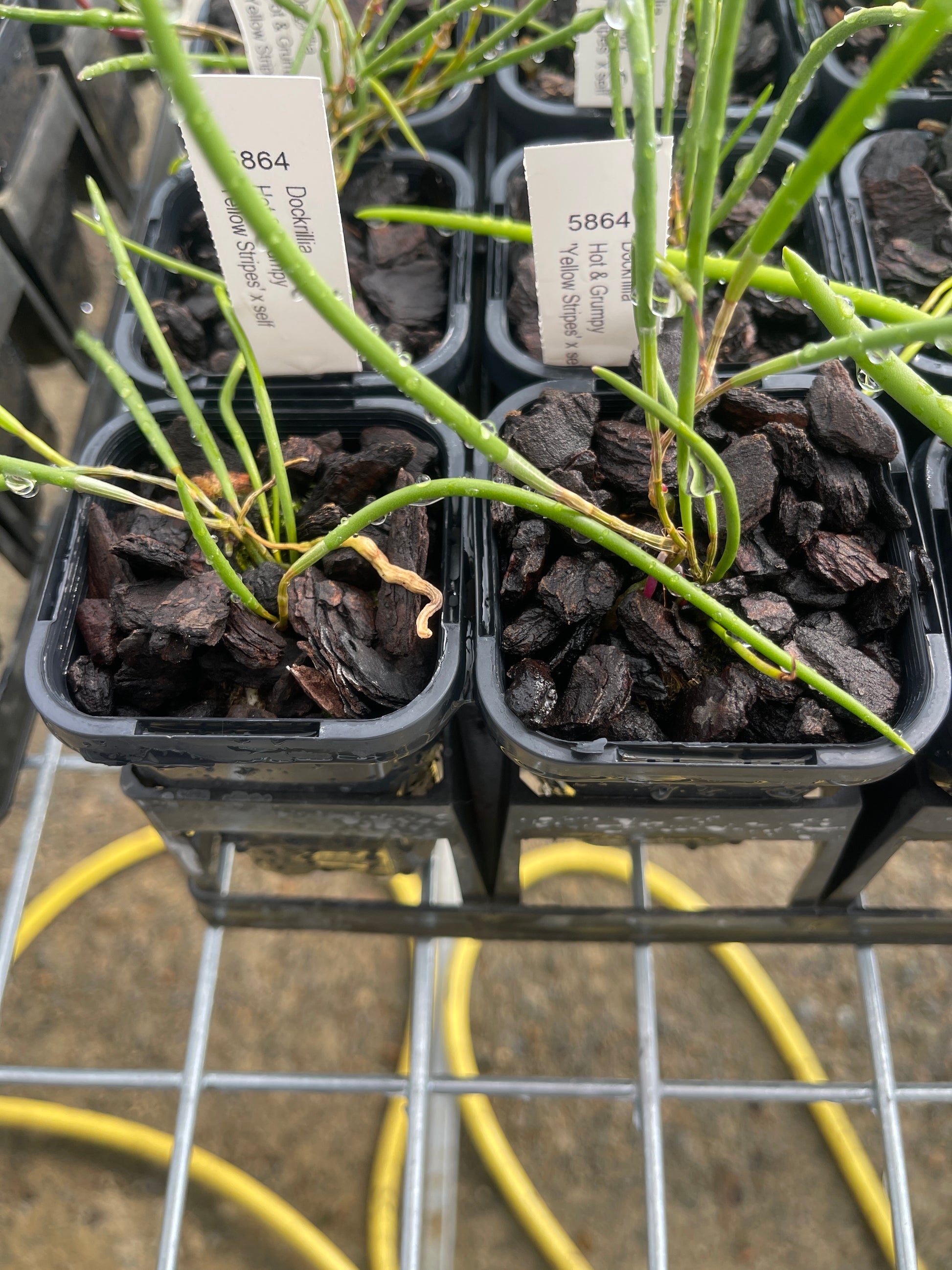 Dendrobium Hot and Grumpy 'Yellow Stripes' × self (Syn. Dockrillia) seedling in nursery pot