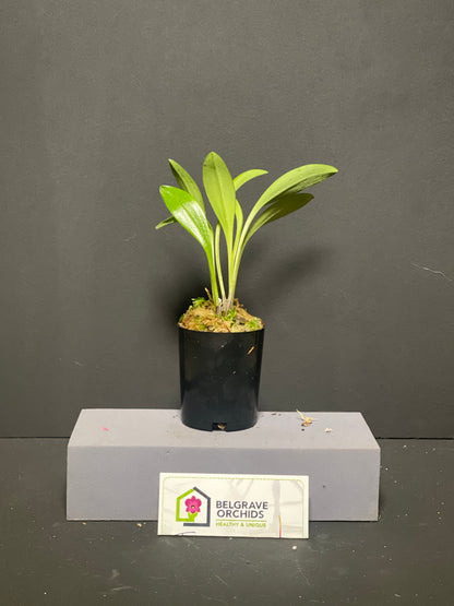 Masdevallia Harlequin 'Beenak' × datura plant showing compact upright foliage in cultivation