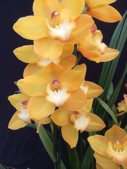 Cymbidium Beau Guest 'Cara'