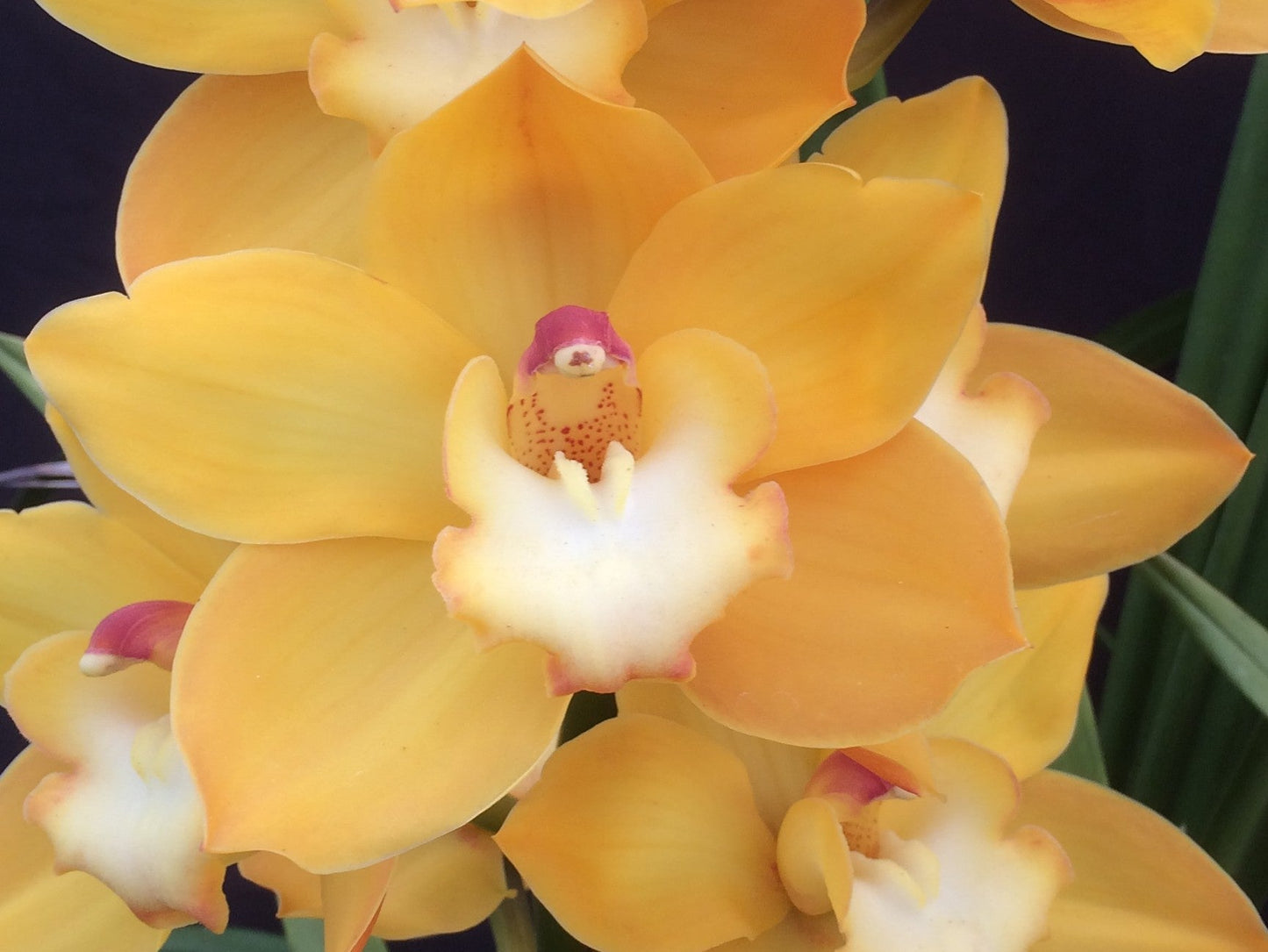 Cymbidium Beau Guest 'Cara' - A Sunny Display of Yellow and White Orchid Blooms