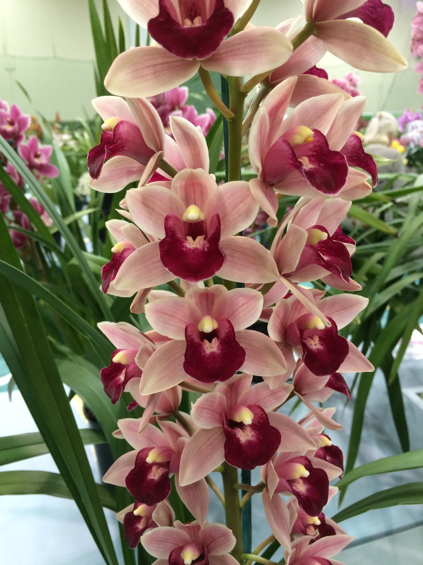 Cymbidium Rod's Tango 'Tobruk'