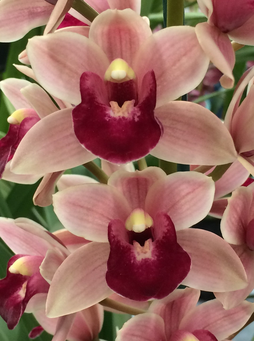 Cymbidium Rod's Tango 'Tobruk'