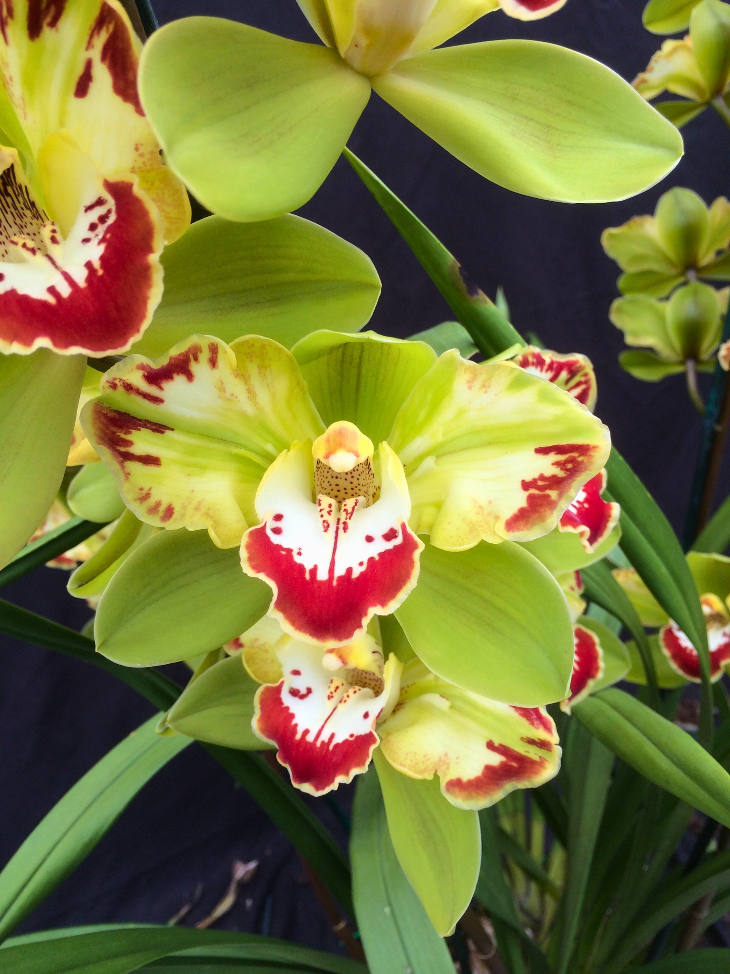 Cymbidium Vidar 'Harlequin'