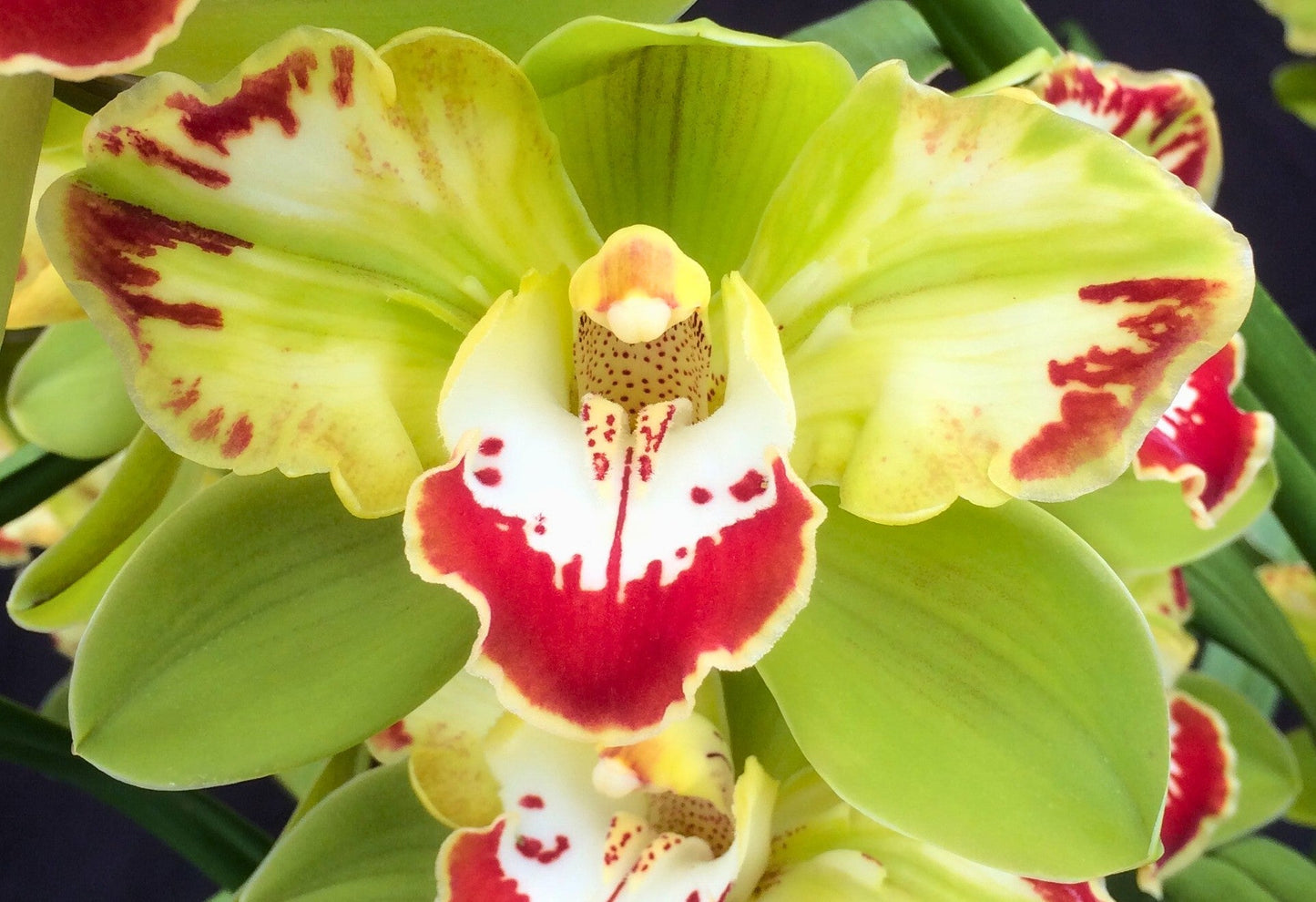 Cymbidium Vidar 'Harlequin'