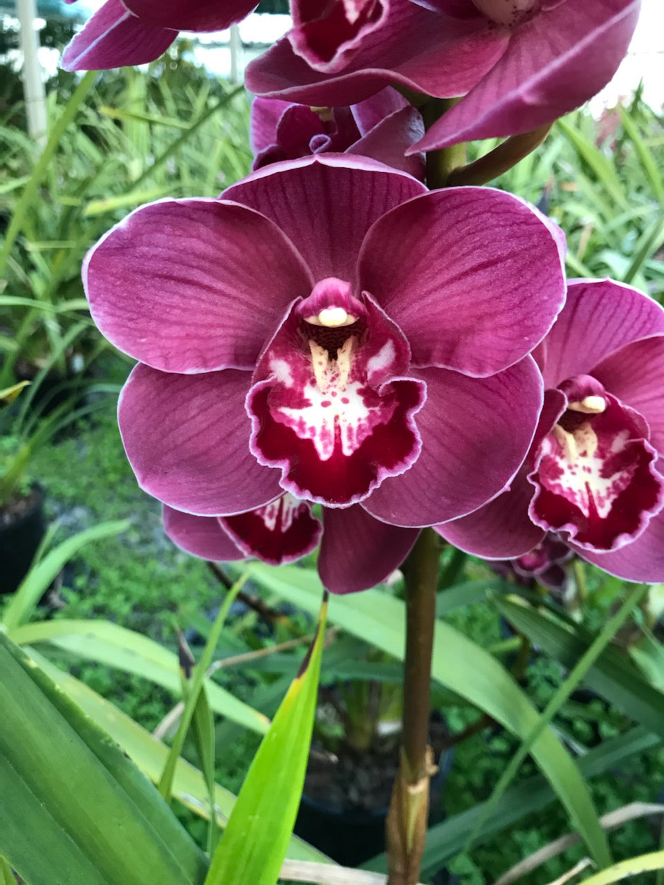 Cymbidium Regal Blaze 'Madeline'