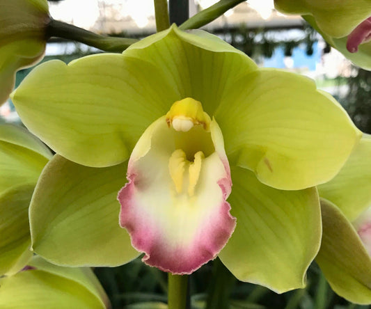 Cymbidium Valley Zenith 'Pastel Lip'