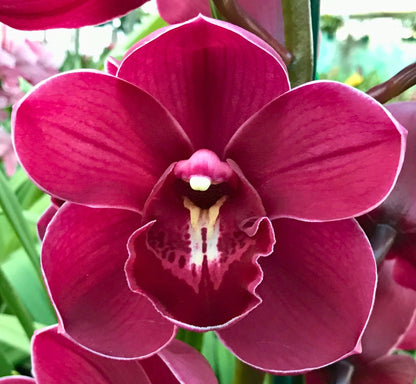 Deep Red Cymbidium