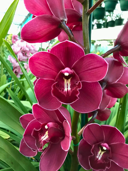 Cymbidium Regal Flame 'Queen of Hearts'