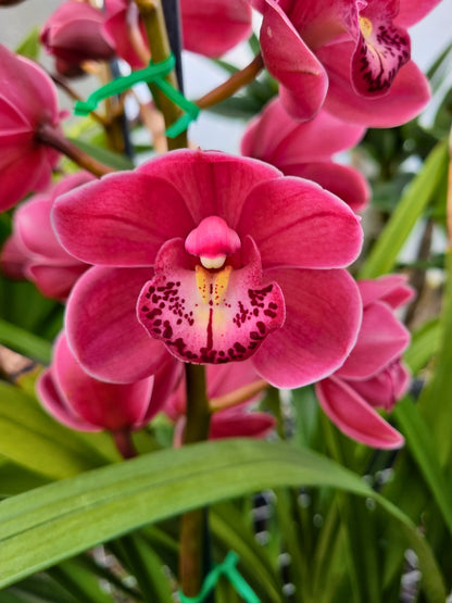 Cymbidium (Jimbo Tupp x Regal Flame) '2019'