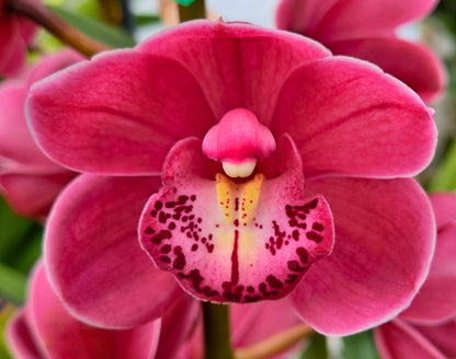 Cymbidium (Jimbo Tupp x Regal Flame) '2019'