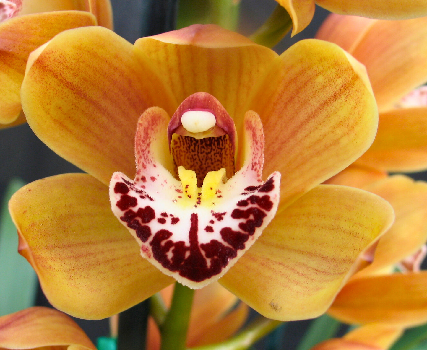 Cymbidium Stone Free 'Orange Gem'