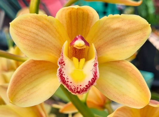 Cymbidium Sleeping Royal 'Cream Dream'