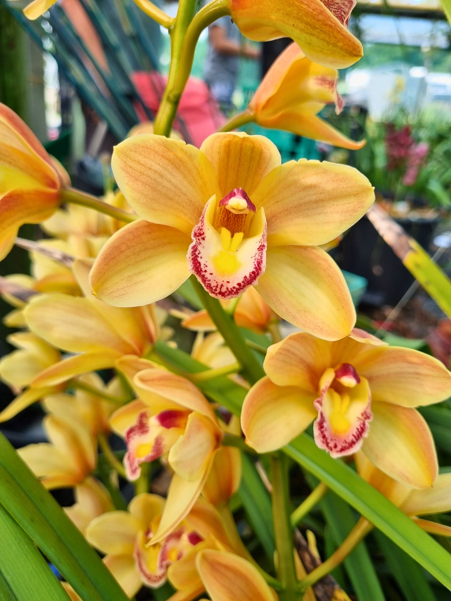 Cymbidium Sleeping Royal 'Cream Dream'