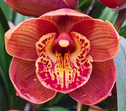 Cymbidium Firefox Amber 'Dural'