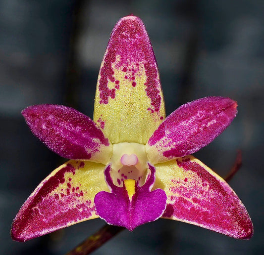 Dendrobium Hybrid (Snugglebear 'Kings Park' x Auscobber 'Kings Park') - Classic Pink with Yellow & White Accents