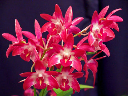 Dendrobium Hybrid (Brimbank Dark Night x Australian Rose Beauty’) - NEW Purple & Pink Orchid