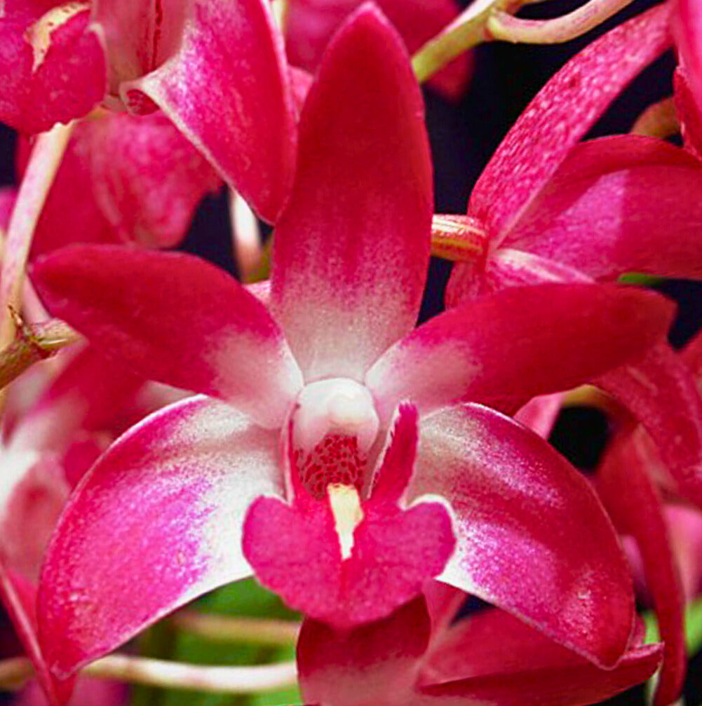 Dendrobium Hybrid (Brimbank Dark Night x Australian Rose Beauty’) - NEW Purple & Pink Orchid