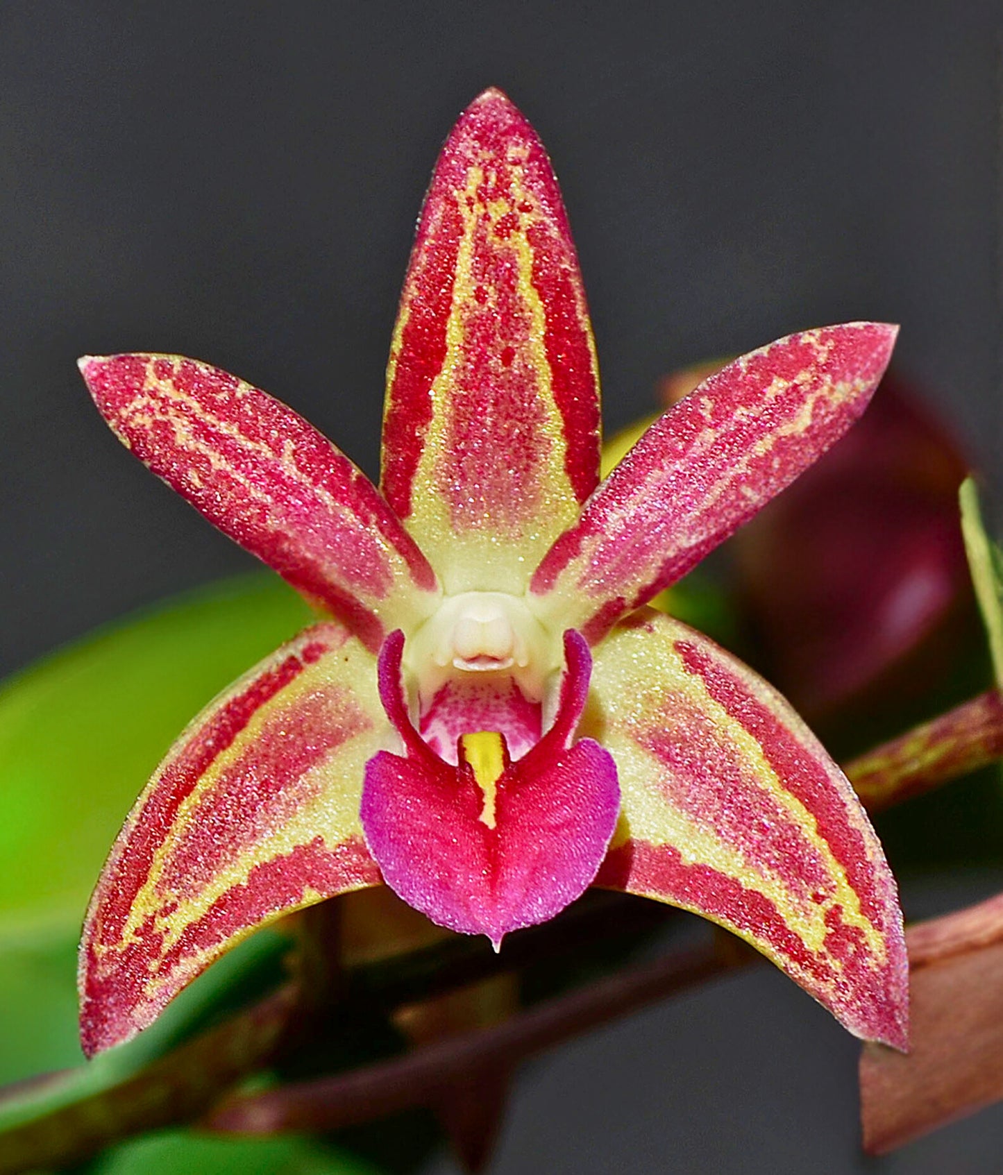 Dendrobium Pink Flower