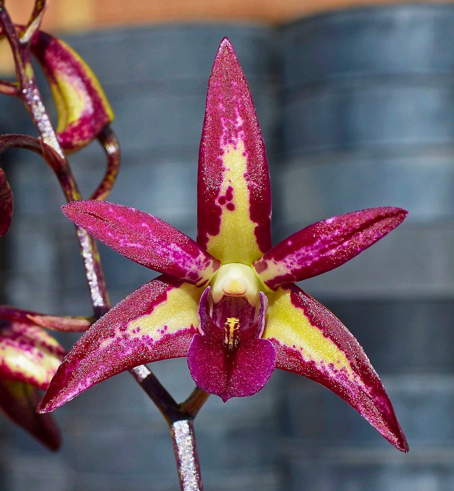 Dendrobium Hybrid (Brimbank Dark Night x Australian Rose Beauty’) - NEW Purple & Pink Orchid