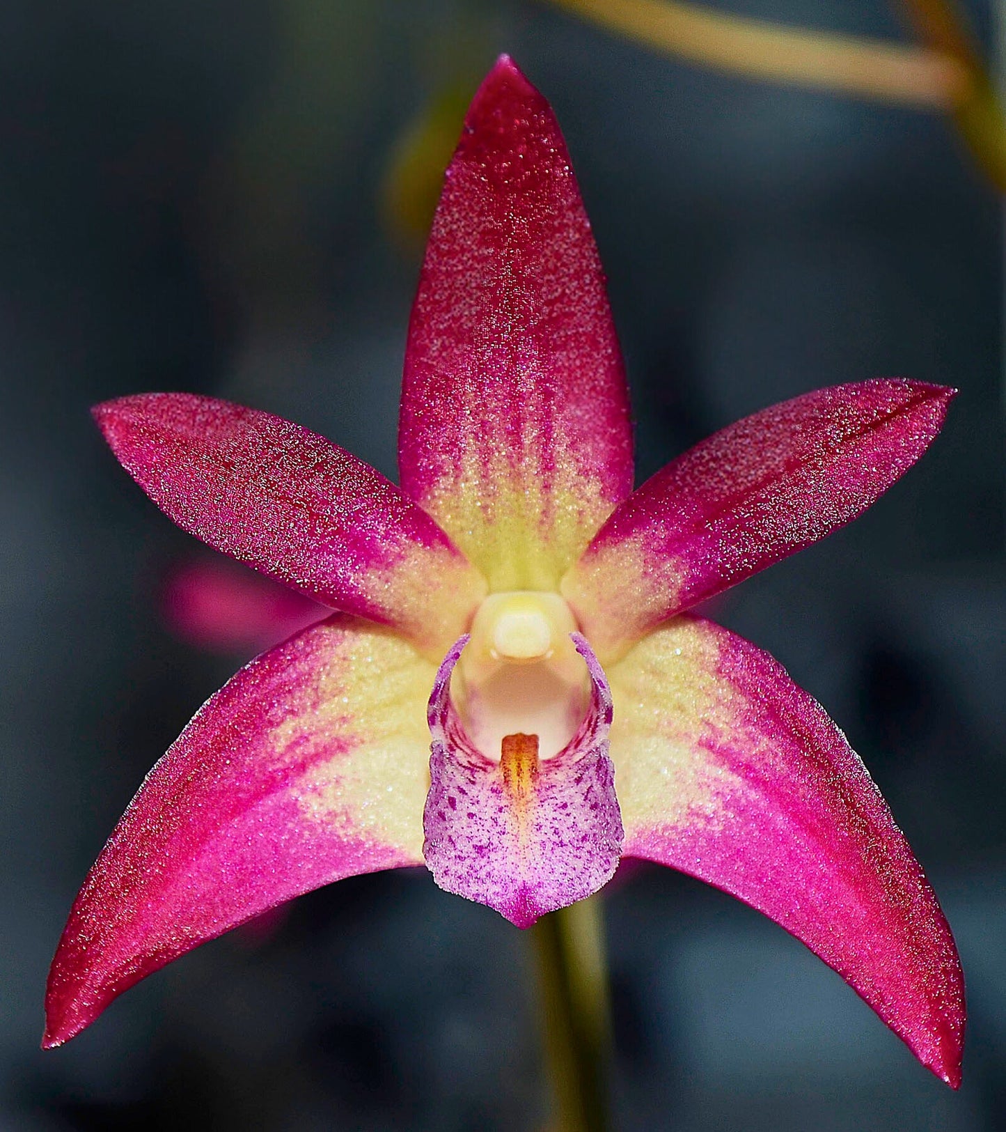 Dendrobium Pink Flower