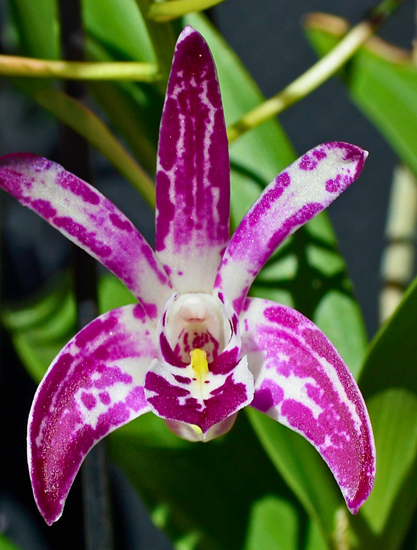 Dendrobium Hybrid (Tyabb 'Heather' x Flinders 'Sunshine') - White with Purple Flares, High Flower Count