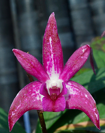 Dendrobium Hybrid (Snugglebear 'Kings Park' x Auscobber 'Kings Park') - Classic Pink with Yellow & White Accents