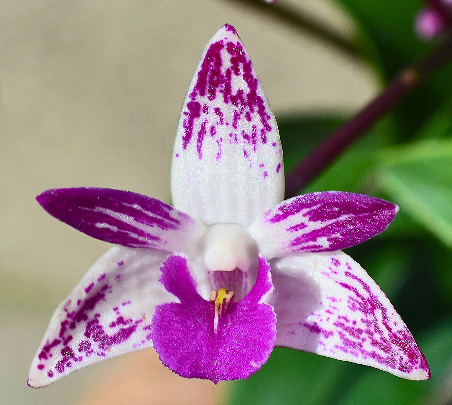 Dendrobium Hybrid (Tyabb 'Heather' x Flinders 'Sunshine') - White with Purple Flares, High Flower Count