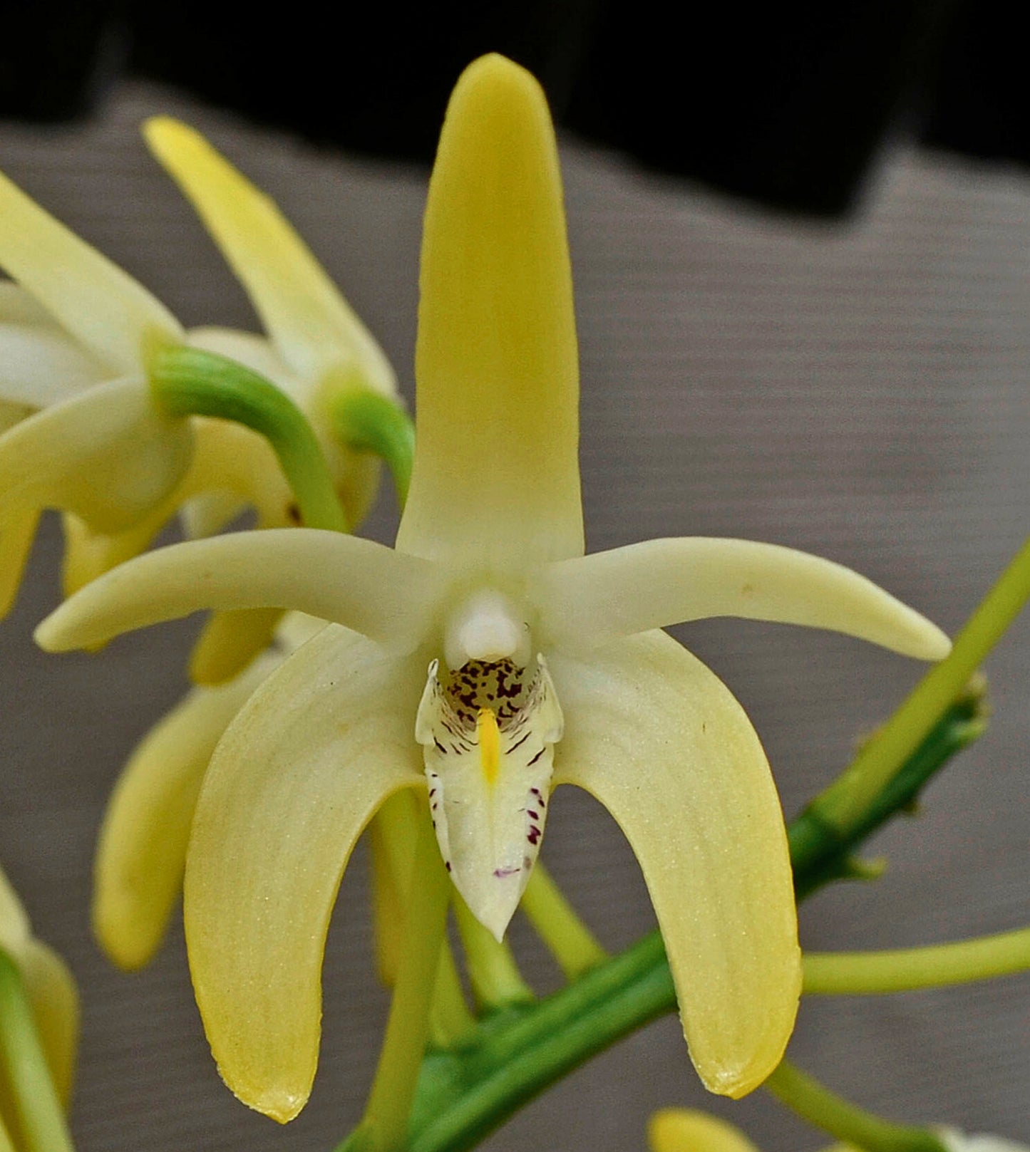 Dendrobium Hybrid (VIC Flare 'Solid Lip' x spec 'Amanda') - Vigorous, White & Purple