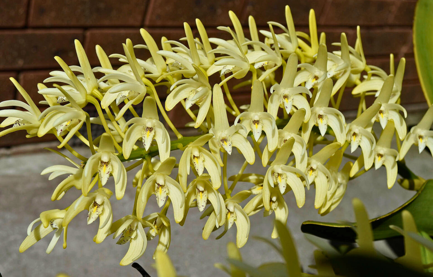 Dendrobium Hybrid (VIC Flare 'Solid Lip' x spec 'Amanda') - Vigorous, White & Purple