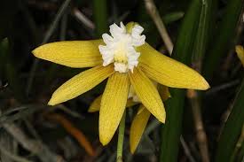 Dendrobium strialatum (Tassie east coast)