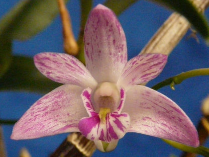 Dendrobium kingianum 'Specktacular' x 'Galaxy'