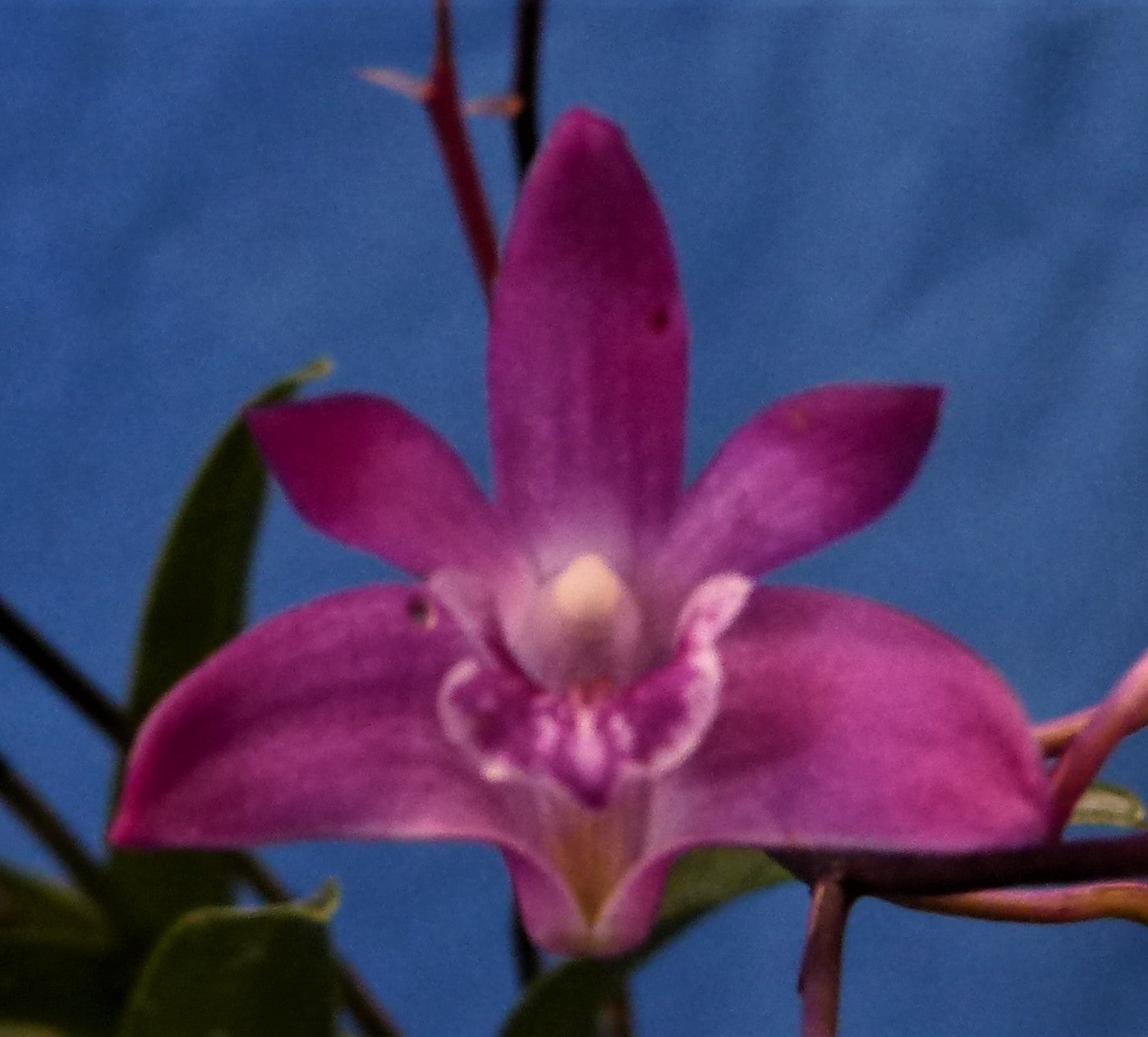 Dendrobium kingianum 'Captain Jack' x 'USSR'