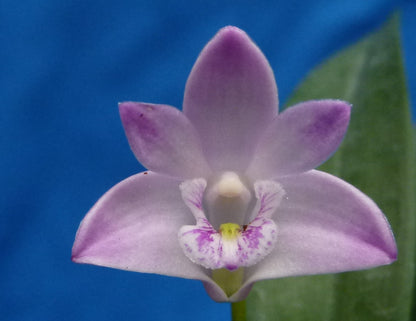 Dendrobium kingianum 'Waikivory Pink' x ''Pale Pink Mauve'