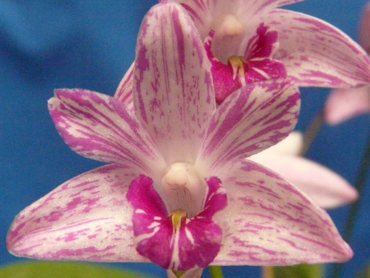 Dendrobium kingianum 'Specktacular' x 'Galaxy'