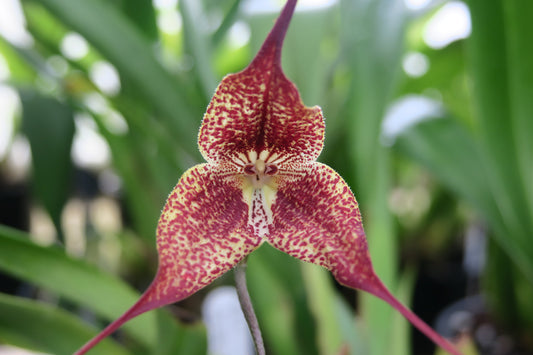 Dracula chiroptera ‘Yellow’