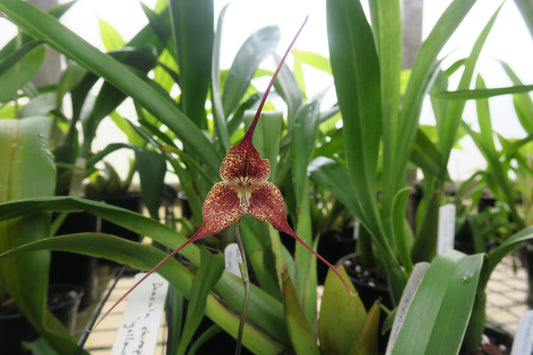 A unique Dracula chiroptera 'Yellow' flower, with a yellow background densely covered in red-brown spots. The flower has a triangular shape with long tails.