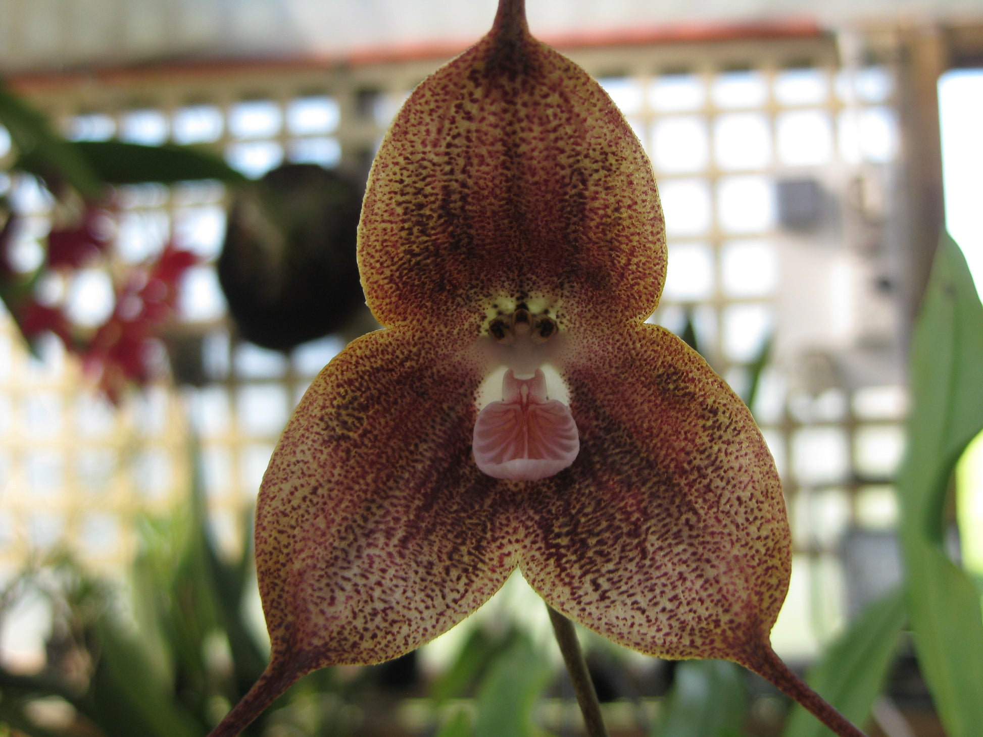 Dracula Black Magic 'Necromancer' flower close-up showing deep dark colouration and pendant form