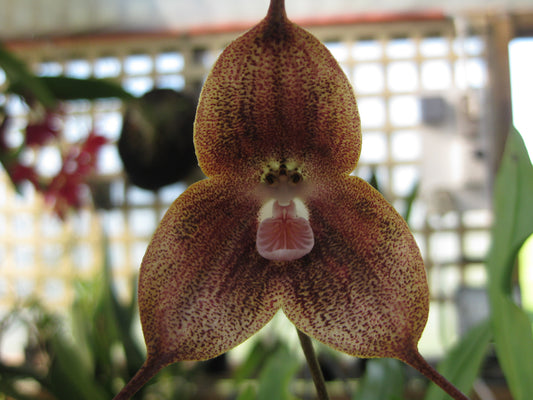 Dracula Black Magic 'Necromancer' flower close-up showing deep dark colouration and pendant form