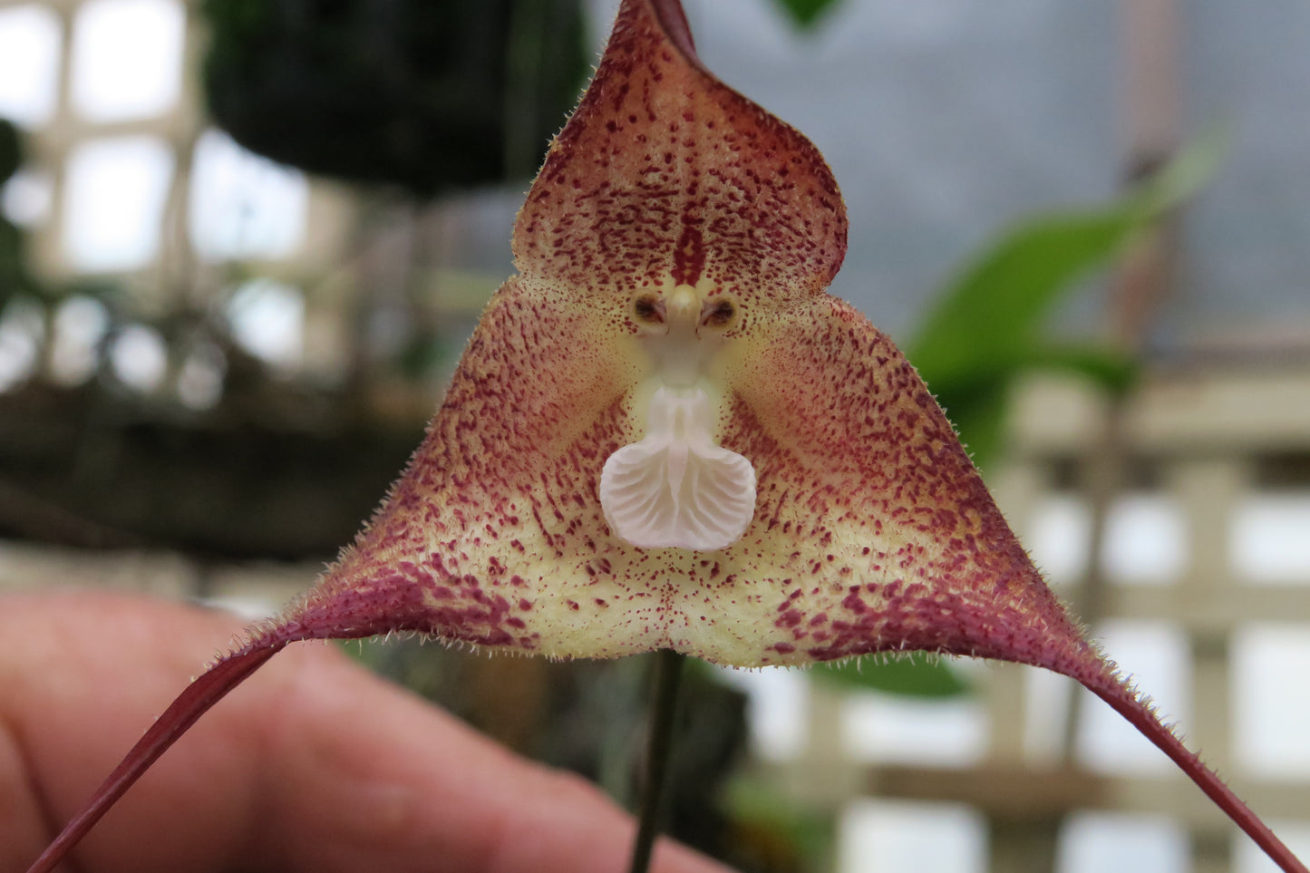 Dracula Cafe Mocha hybrid flower close-up showing warm brown-toned colouration and pendant form