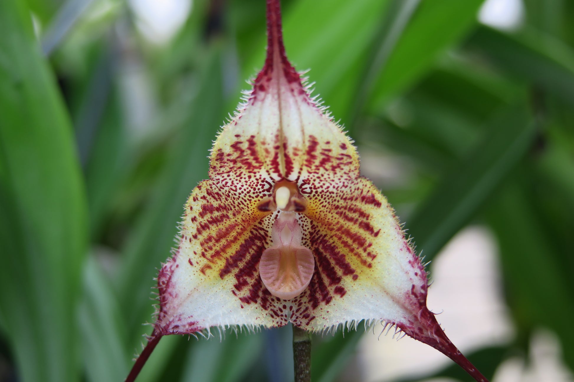 Dracula gorgonella 'Fini' flower close-up showing pendant form and mottled colouration